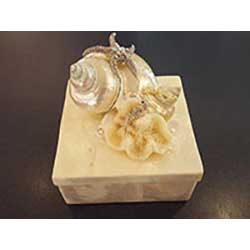apiz boxes and shells